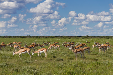 Herd of springboks at Etosha National Park