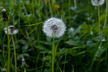 Dandelion seeds in the morning sunlight blowing away across a fresh green background