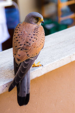 Close up of a kestrel perched on a parapet