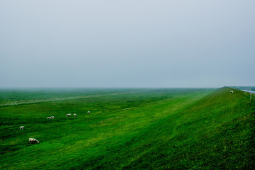 big green field with a foggy environment