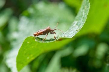 Close up view of real marmorated stink bug or known as Halyomorpha halys for insects macro photography commercial
