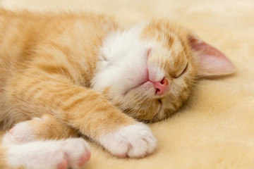 sleeping red kitten