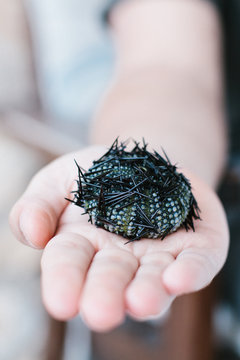 shell of a barbed sea urchin on a male hand