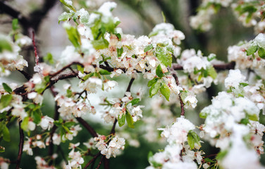 Abnormal natural phenomenon. Snow, frost, frost in late spring during the flowering of trees. The branch of a blossoming cherry under the snow, the death of the flowering blossoms.