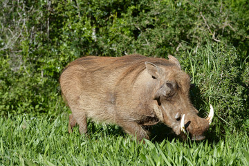 Common Warthog, Addo Elephant National Park