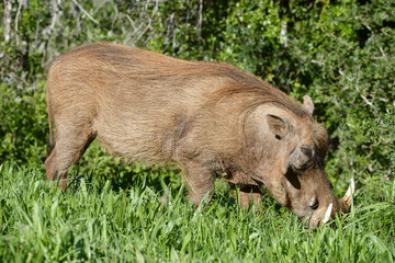 Common Warthog, Addo Elephant National Park