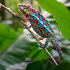 Zelfklevend Fotobehang Panther Chameleon © David