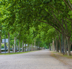 Bright green alley of trees