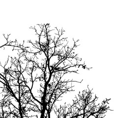 Silhouette of high tree with many branches isolated on white, view from below to above.