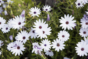 flower with white petals. Dimorphoteca ecklonis