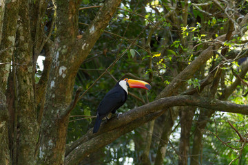Toucan bird on the nature in Foz do Iguazu, Brazil