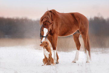 Dog and horse outdoors in winter