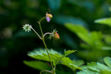 beautiful nature flower in a European Garden