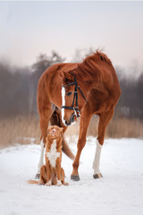 Dog and horse outdoors in winter