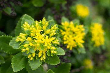岩場の花 キリンソウ