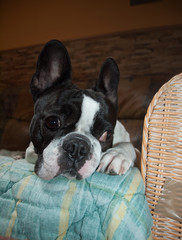 Bulldog francés, Luna