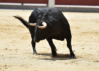 bull