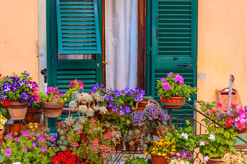 Fototapeta na wymiar Colorful flower with a window in background in Tuscany