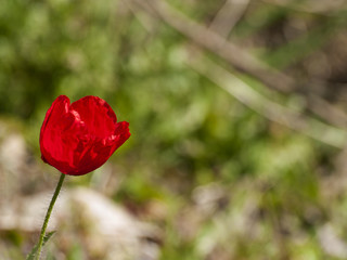 Red poppy on countryside with copy space at springtime