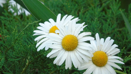 Obraz premium Flower