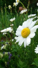 Obraz premium White chamomile Andrius spider on it
