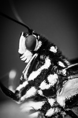 Butterfly Black and White Macro