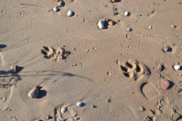 Fototapeta na wymiar Dog footprint