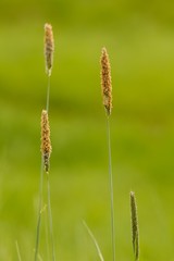 Summer grass on green background.
