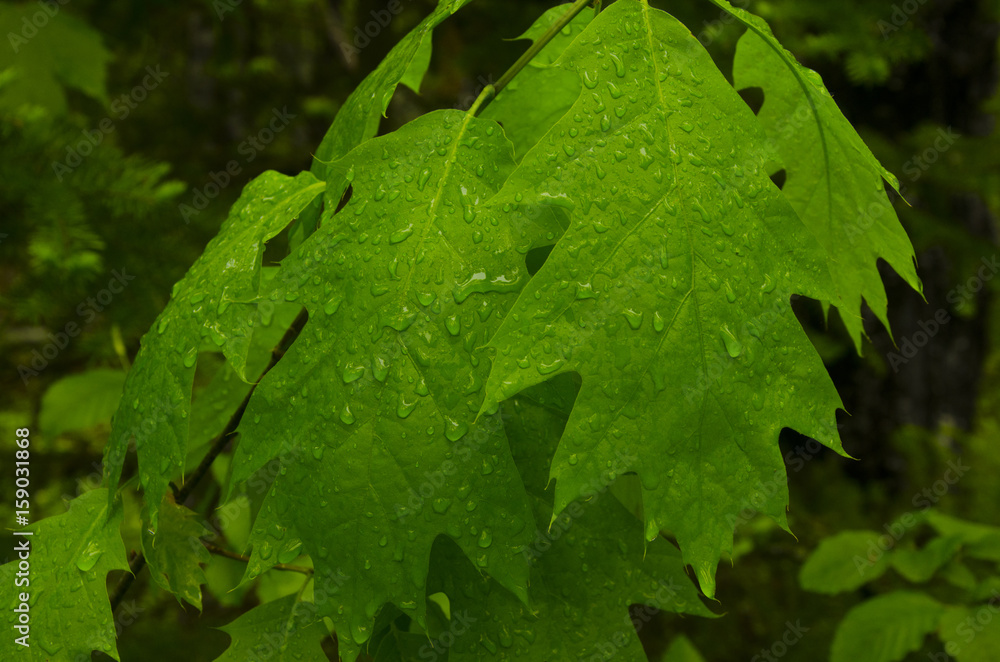 Wall mural oak leaves with rain 2