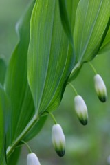 White flower. snowdrop.