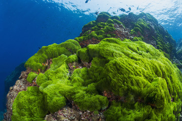 Saltwater Algae