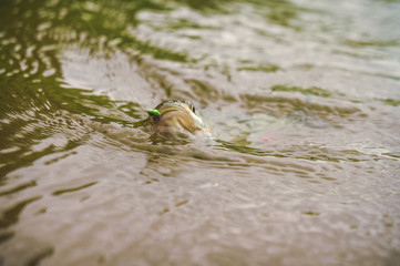 On hook. Fishing with fly fishing.