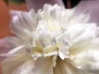 White Peony