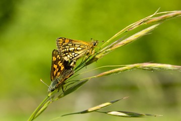 Two butterfly on love time.