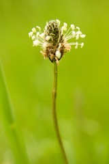 Abstract floer backround.