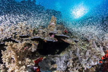 Fototapeta na wymiar Marine habitat