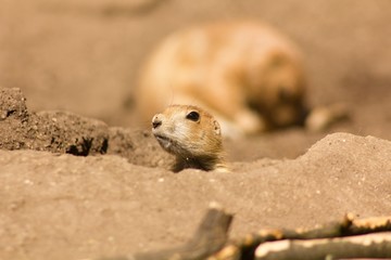 Sulfur Spermophilus citellus