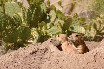 Sulfur Spermophilus citellus
