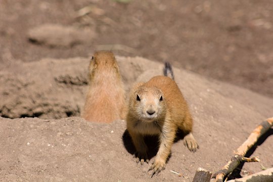 Zieselmaus Zieselmaus Bilder – Durchsuchen 282 Archivfotos, Vektorgrafiken und ...
