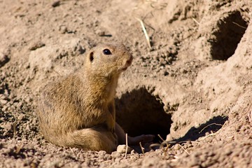 Cynomys ludovicianus