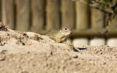 Cynomys ludovicianus