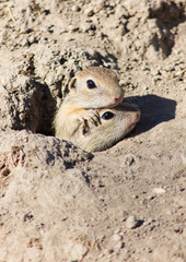 Cynomys ludovicianus