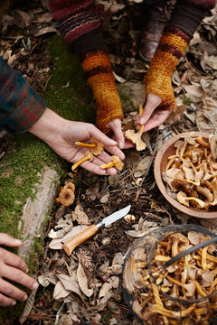 Couple mushroom foraging in the forest
