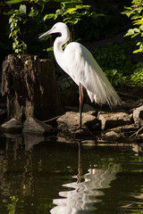 Ardea alba