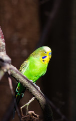 green parrot parakeet