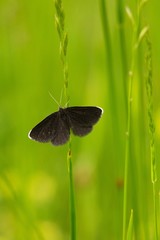 Butterfly on flower.