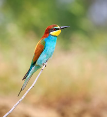 European bee-eater ( Merops Apiaster ) sitting on the branch. Blurry background