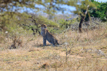 Cheetah close up from South Africa