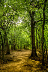 Fototapeta premium An archway of trees in the forest over a dirt path in the sunlight.