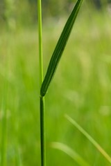 Grass on the meadow for the background